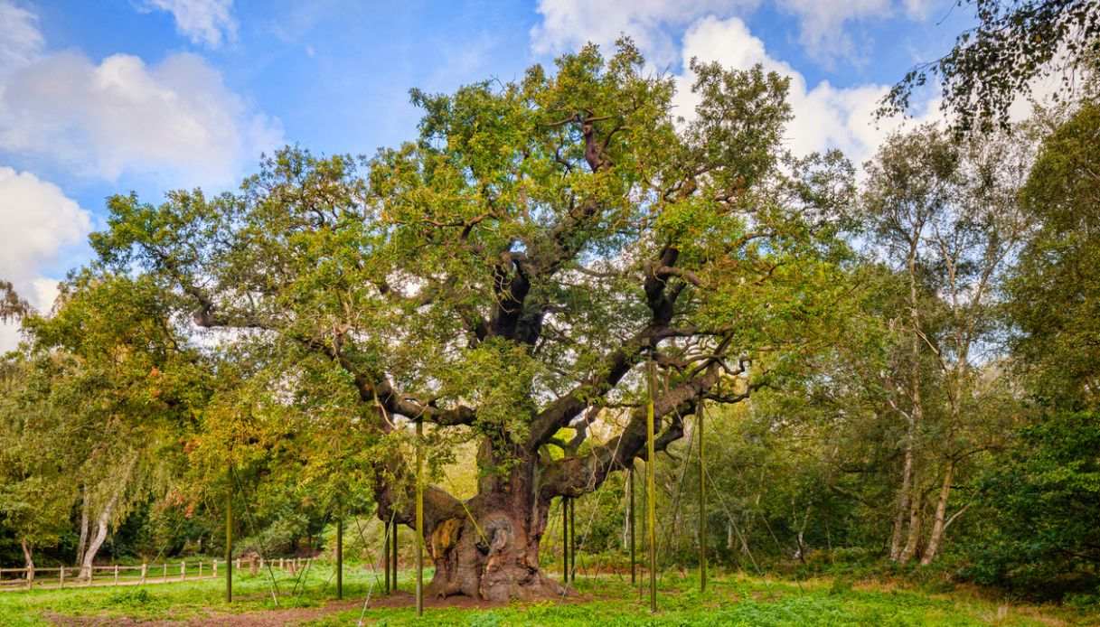 Quercia Major Oak