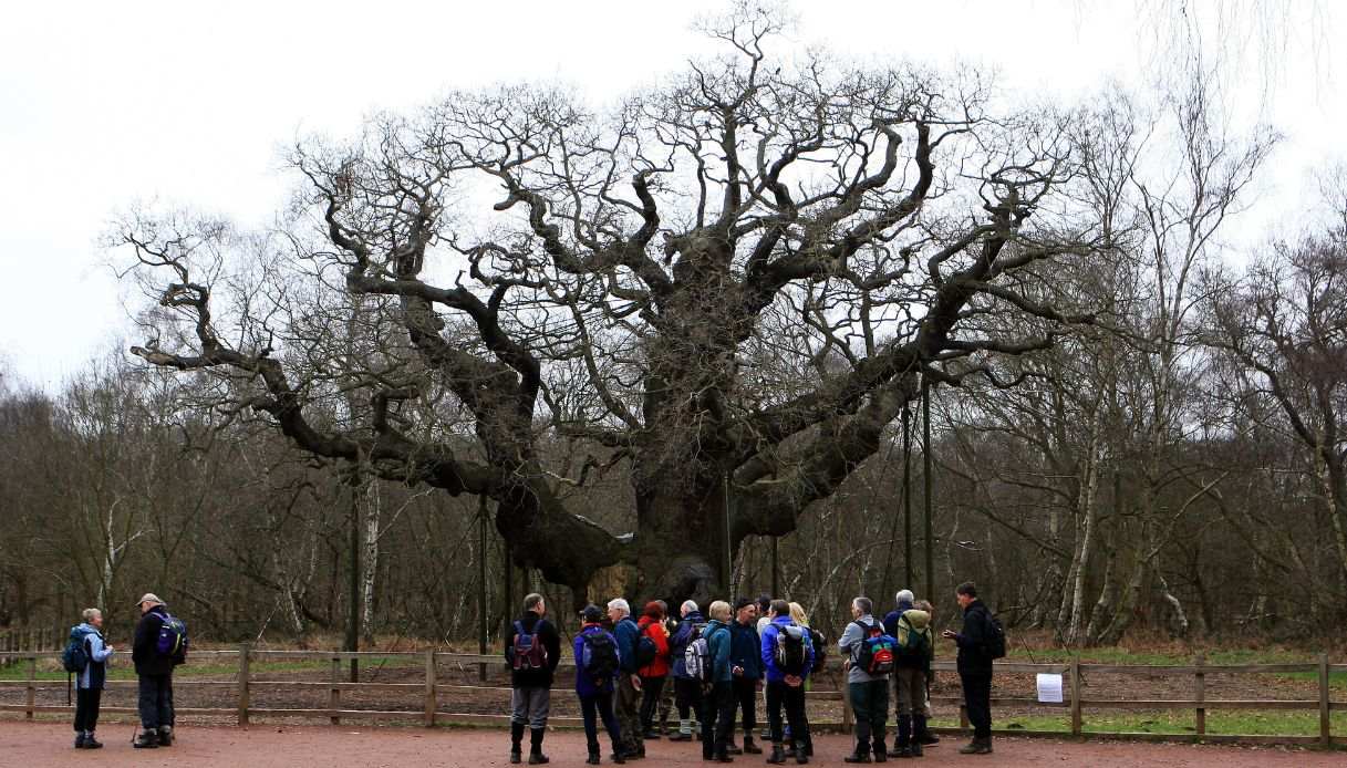 Turisti visitano la Major Oak di Robin Hood