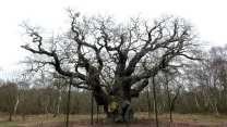 Addio alla millenaria quercia di Sherwood, simbolo della leggenda di Robin Hood