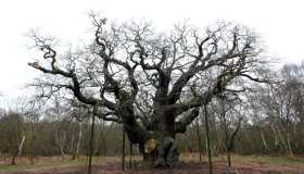 Addio alla millenaria quercia di Sherwood, simbolo della leggenda di Robin Hood