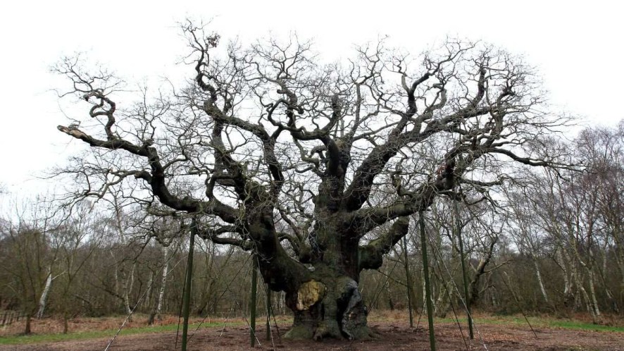 Addio alla millenaria quercia di Sherwood, simbolo della leggenda di Robin Hood