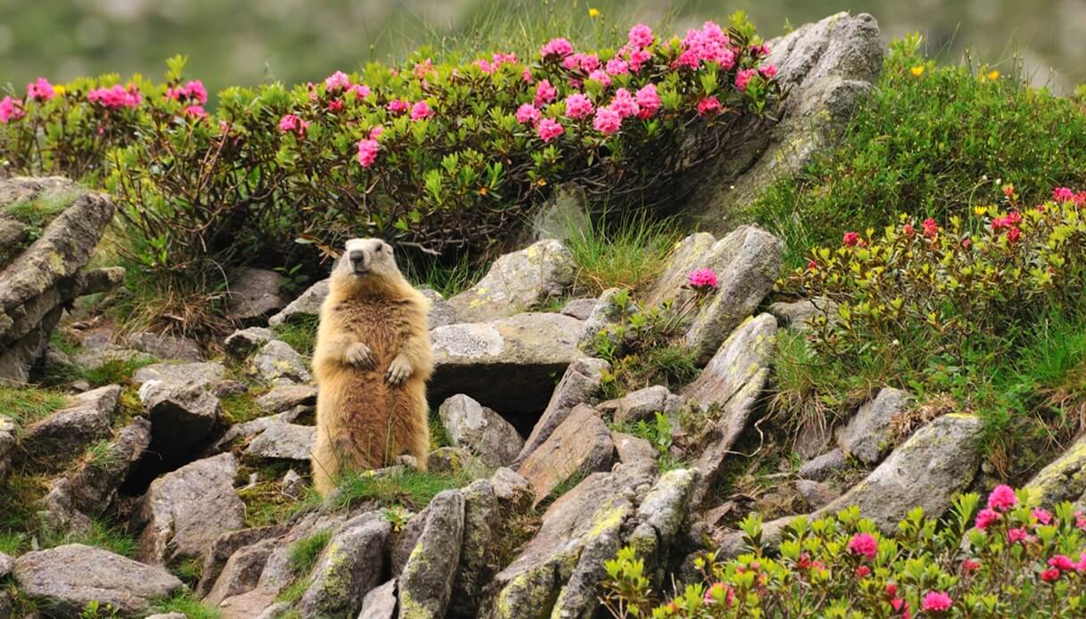 parco gran paradiso estate cosa fare escursioni