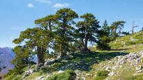 Il Parco del Pollino in estate: cosa fare sul tetto dell’Italia meridionale, tra pini loricati e canyon