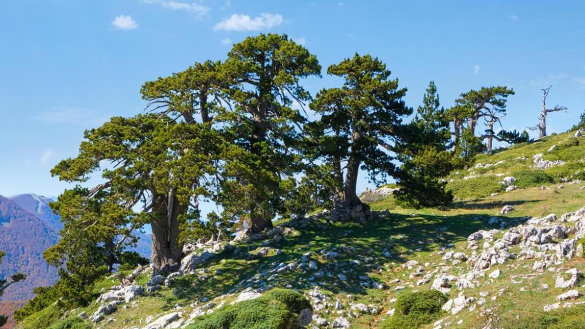 Il Parco del Pollino in estate: cosa fare sul tetto dell’Italia meridionale, tra pini loricati e canyon