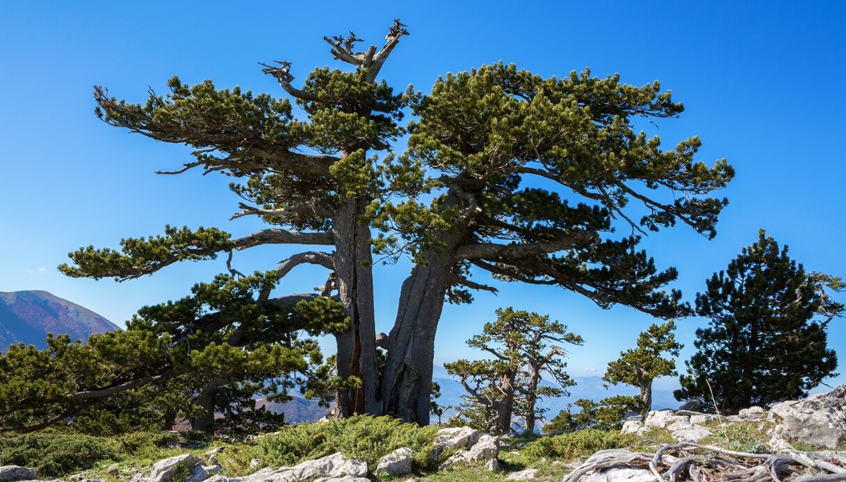 parco pollino cosa fare estate