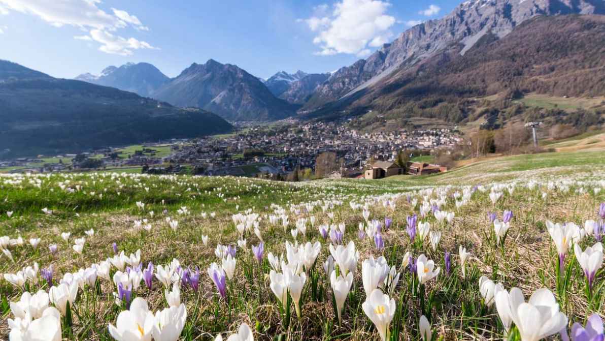 Il segreto nascosto tra i ghiacci: le incisioni rupestri più alte d’Europa si trovano a Bormio