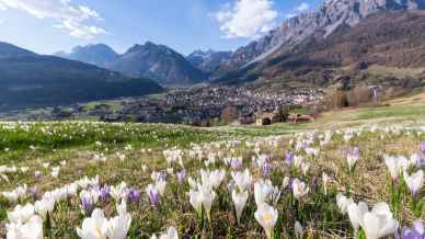 Il segreto nascosto tra i ghiacci: le incisioni rupestri più alte d’Europa si trovano a Bormio