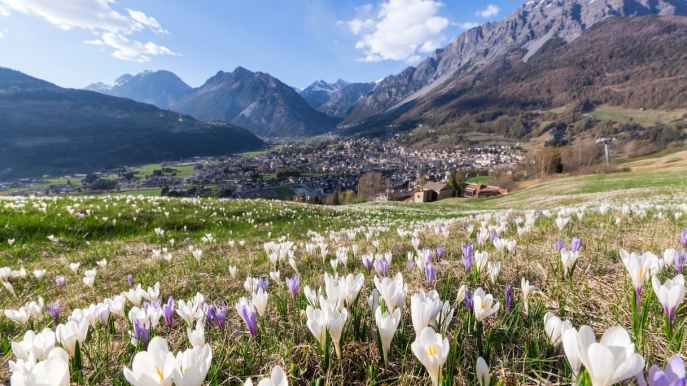 Il segreto nascosto tra i ghiacci: le incisioni rupestri più alte d’Europa si trovano a Bormio