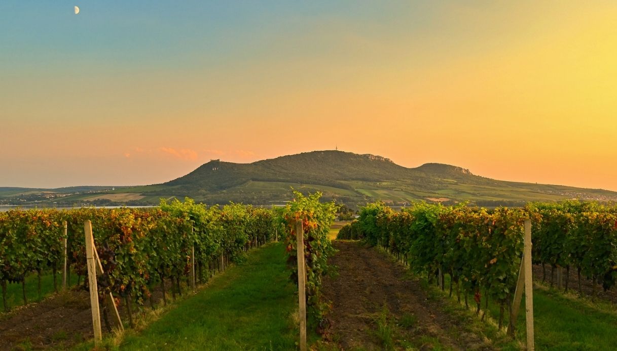 Vigneti al tramonto nella Regione vinicola, Moravia meridionale