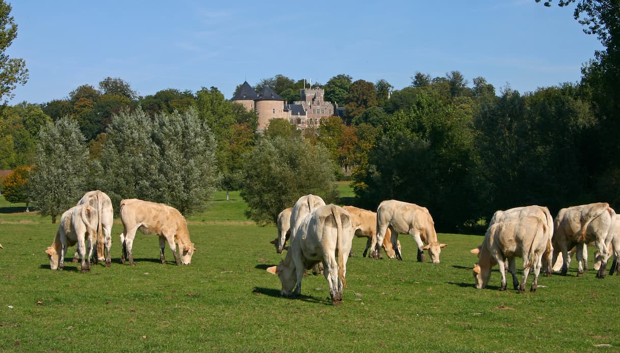 Gaasbeek Castle, Fiandre