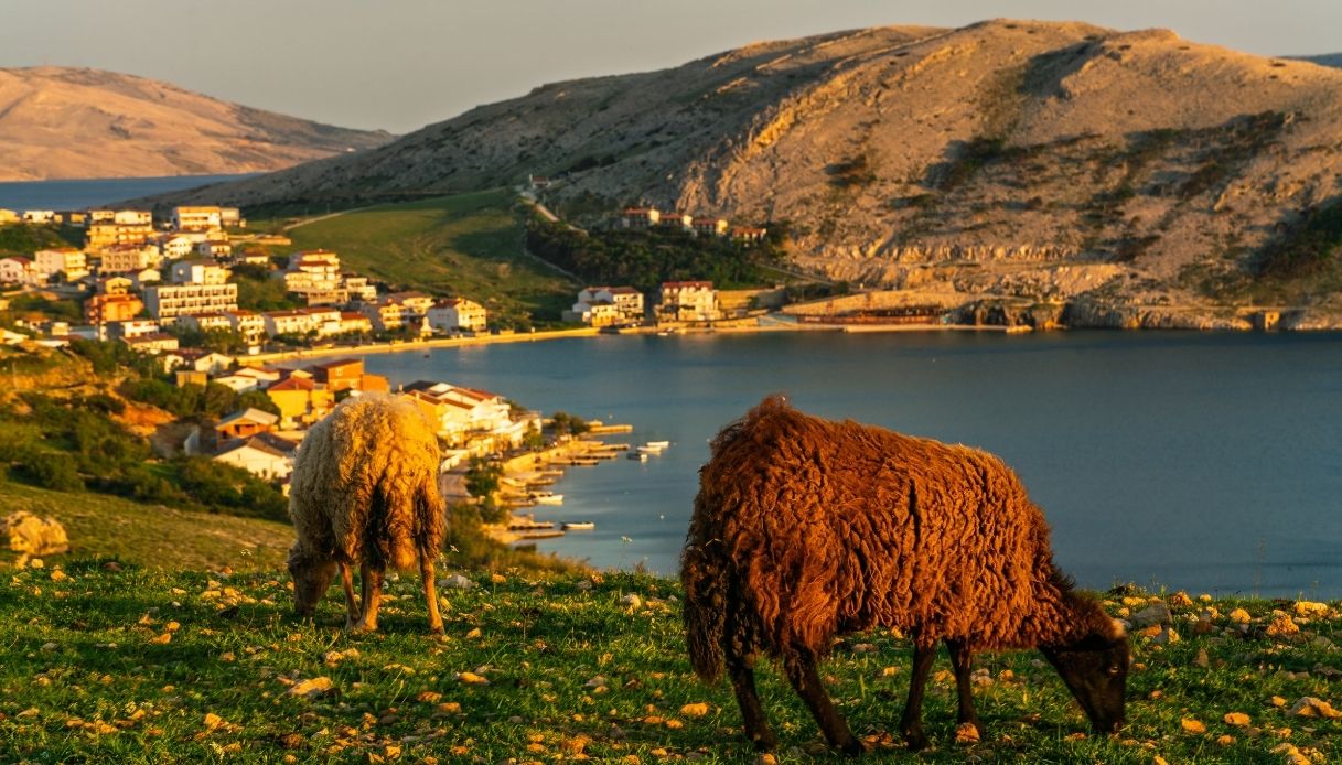 Pecore al pascolo in un prato sull'isola di Pag
