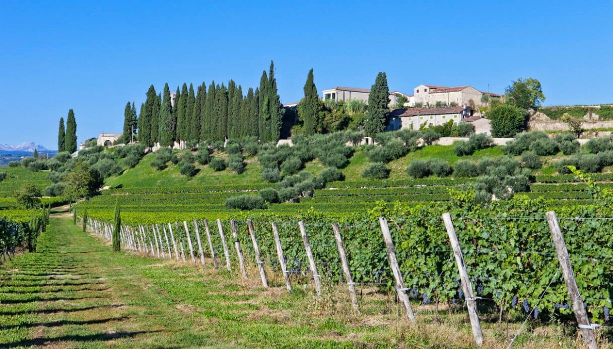 Vigneto in Valpolicella, Veneto