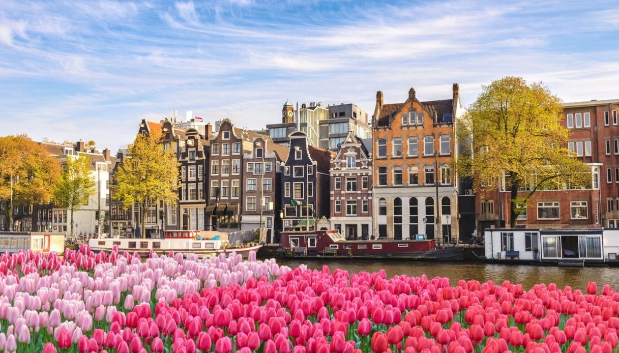 Campi di tulipani in città ad Amsterdam