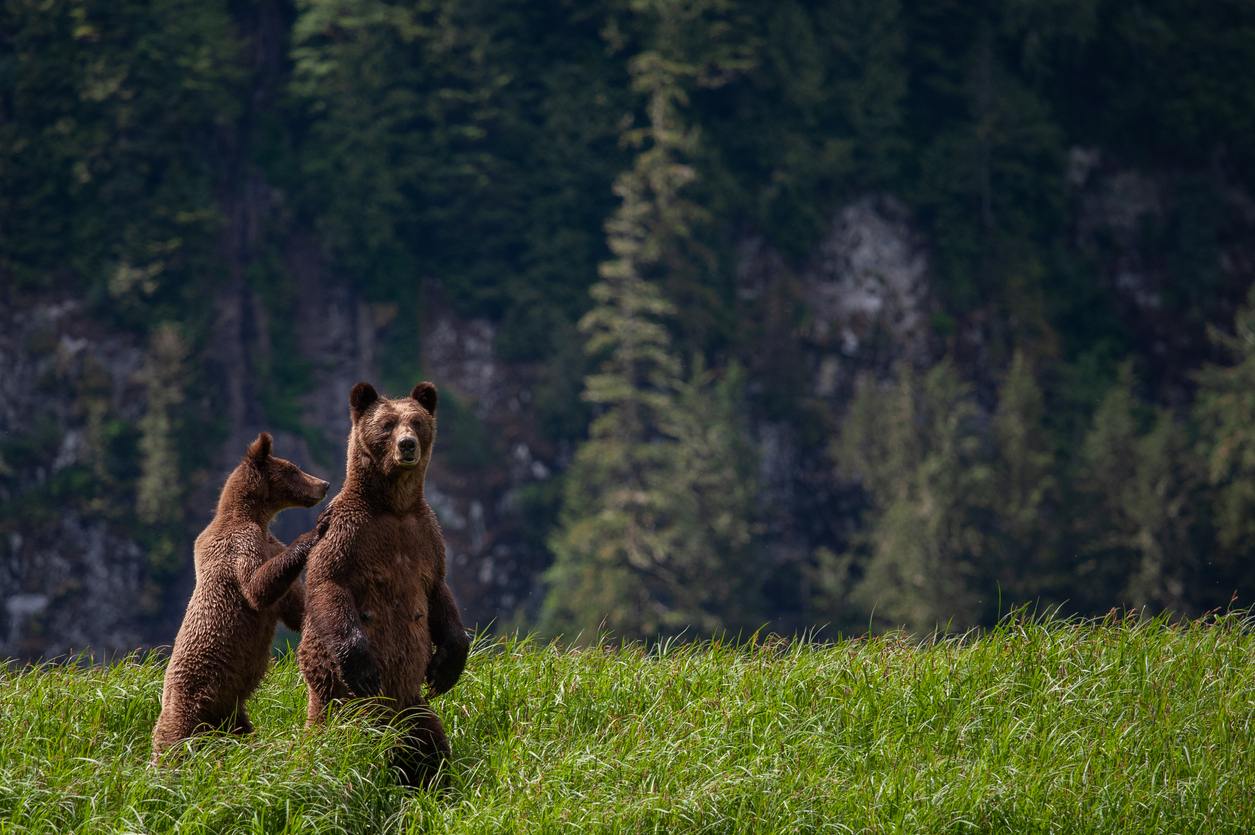 Orsi nella British Columbia