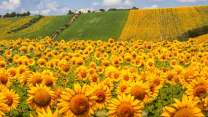 Sbocciano i labirinti di girasoli in Italia: i 5 migliori in cui perdersi nell’estate 2026