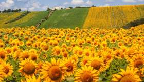 Sbocciano i labirinti di girasoli in Italia: i 5 migliori in cui perdersi nell’estate 2026