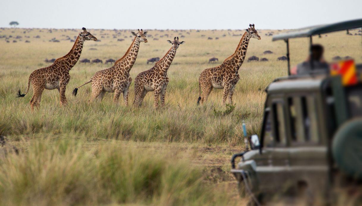 Safari in Namibia