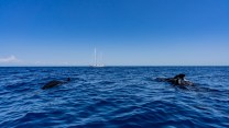 Boom di avvistamenti di balene e capodogli nel Santuario Pelagos, gioiello tra Sanremo, Monaco e la Corsica