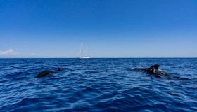 Boom di avvistamenti di balene e capodogli nel Santuario Pelagos, gioiello tra Sanremo, Monaco e la Corsica