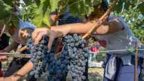 Cantine Aperte in Vendemmia 2026: al via due mesi tra vigne, degustazioni e tradizioni