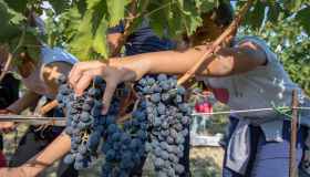 Cantine Aperte in Vendemmia 2026: al via due mesi tra vigne, degustazioni e tradizioni