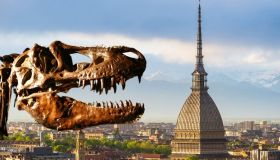 Due T-Rex arrivano alla Mole Antonelliana di Torino: è la prima volta nella storia