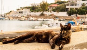 Gattari cercasi su un’isola greca: vitto e alloggio gratis nell’offerta che fa sognare