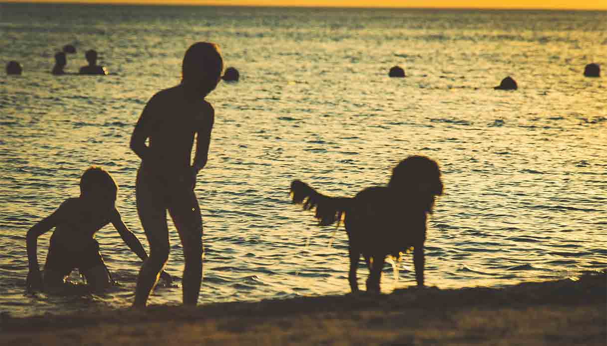 Spiagge per cani in Italia: dove andare al mare con il tuo amico a quattro zampe da Nord a Sud