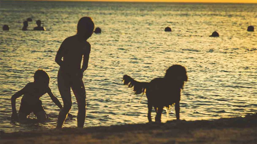 Spiagge per cani in Italia: dove andare al mare con il tuo amico a quattro zampe da Nord a Sud