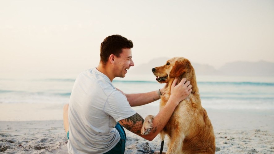 Spiagge per cani in Italia: dove andare al mare con il tuo amico a quattro zampe da Nord a Sud