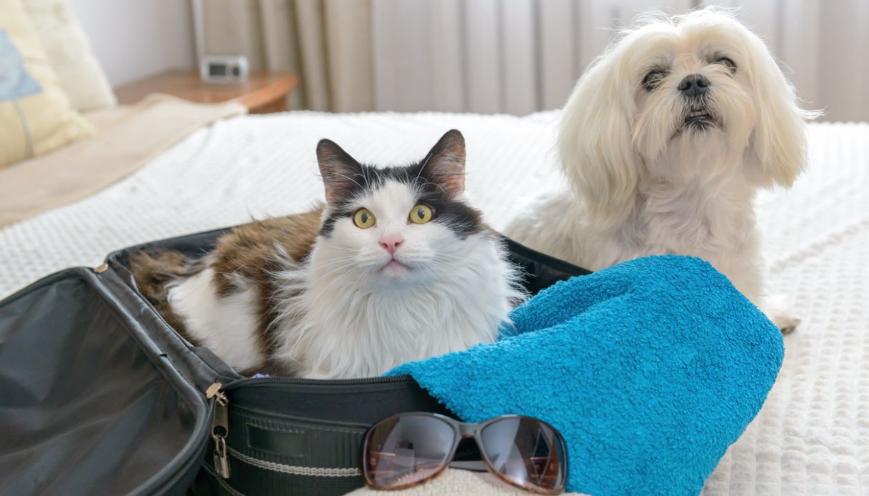 Gatto e cane in vacanza
