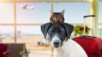Viaggi con cane e gatto, il boom che porta l’Italia nella top 10