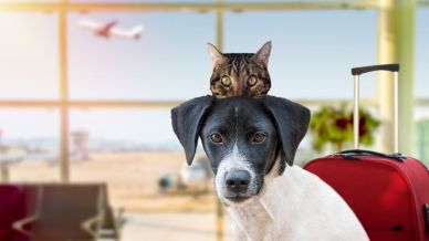 Viaggi con cane e gatto, il boom che porta l’Italia nella top 10