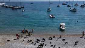 Atokos, l’isola greca senza abitanti diventata celebre per i maiali selvatici in spiaggia