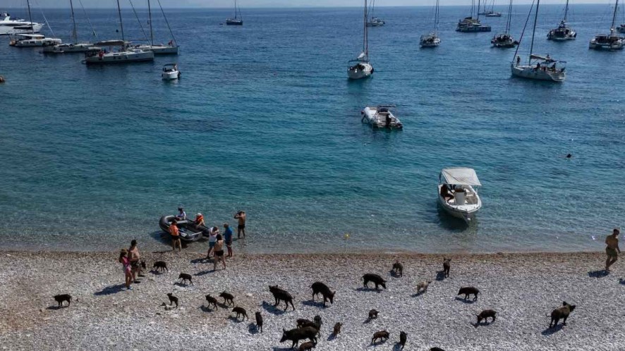 Atokos, l’isola greca senza abitanti diventata celebre per i maiali selvatici in spiaggia