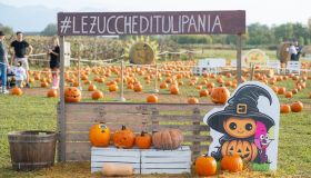 I campi di zucche riaprono già a settembre in Italia: dove andare nel 2026