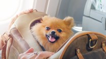 Viaggiare in aereo con cane o gatto: ecco le compagnie europee più pet friendly