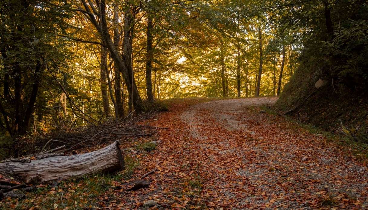 Passeggiata nelle Foreste Casentinesi in autunno
