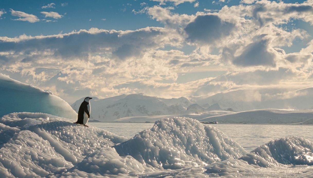 Pinguino solitario sul ghiaccio in Antartide