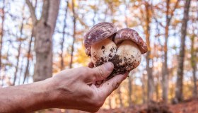 Le sagre dei funghi in Italia, dove sono le migliori e quando andarci