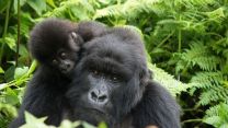 Wildlife Experience Index, la classifica che ogni amante degli animali deve conoscere