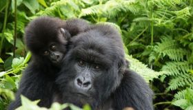 Wildlife Experience Index, la classifica che ogni amante degli animali deve conoscere