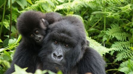 Wildlife Experience Index, la classifica che ogni amante degli animali deve conoscere