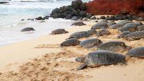 330mila tartarughe invadono una spettacolare spiaggia in Messico