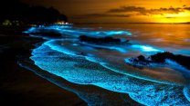 Bocas del Toro, scoprire la bioluminescenza nelle isole tesoro di Panama