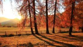 Inizia l’autunno e torna la stagione del foliage: 5 esperienze da vivere tra boschi e colori