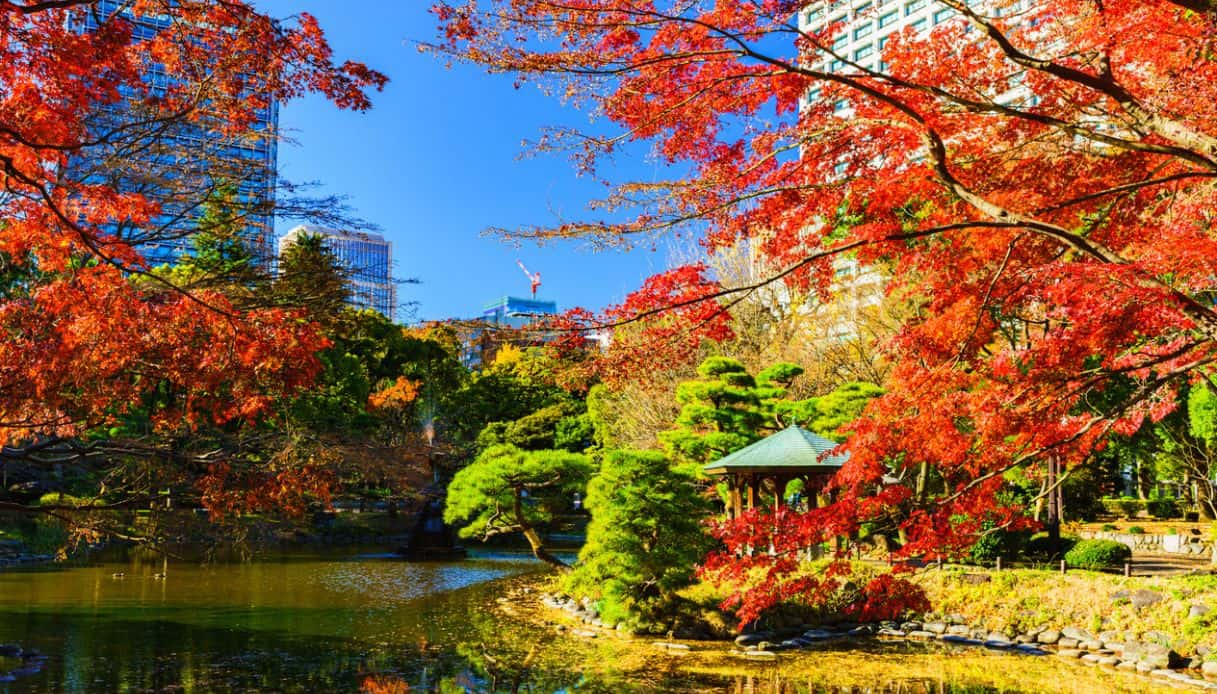 Foliage autunnale a Tokyo