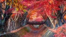 Non solo Sakura, è il momento del Momijigari, magico foliage giapponese