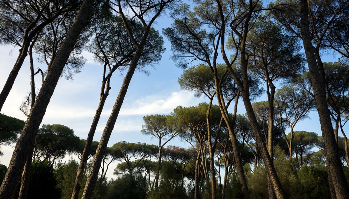Pini nel Parco di Villa Ada a Roma