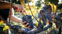 Le sagre dell’uva e del vino da non perdere in Italia quest’anno